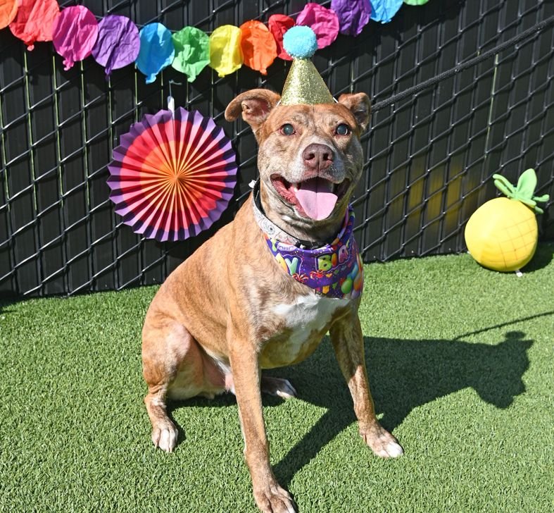 HASHBROWN - Unknown available for adoption