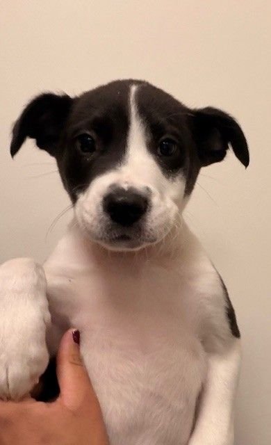 BANJO - Unknown available for adoption