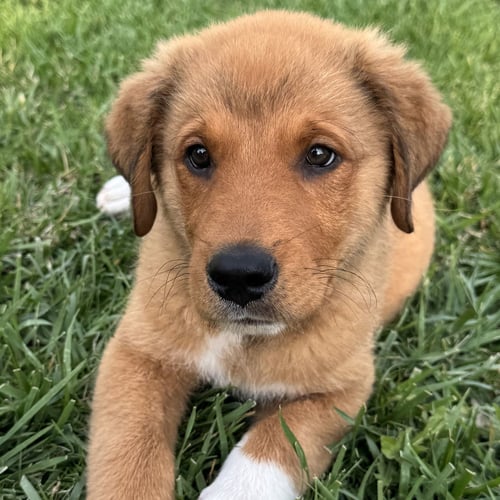 MARMADUKE - Unknown available for adoption