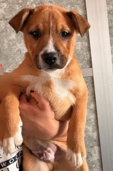 BENJAMIN - Unknown available for adoption