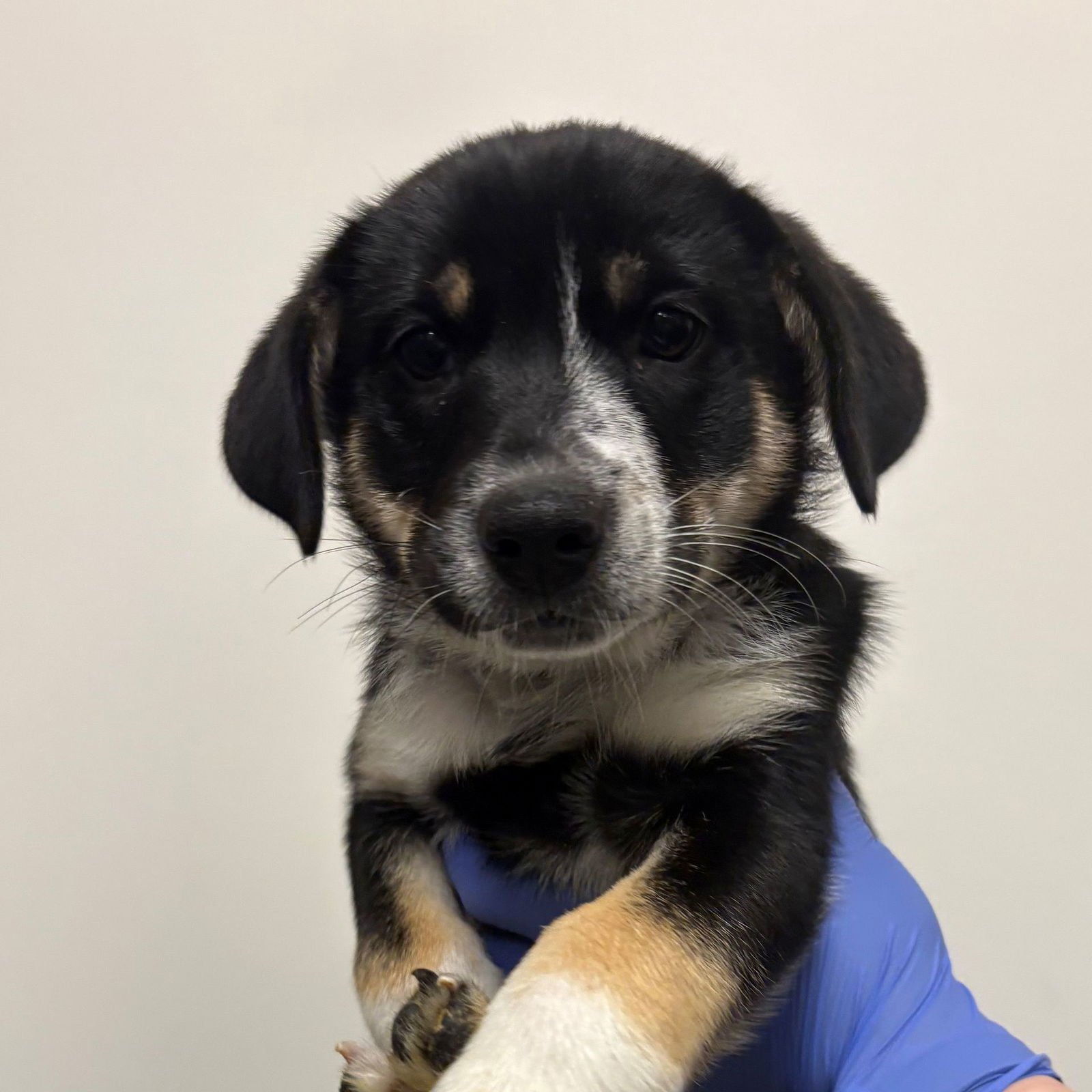 SUPERMAN - Unknown available for adoption