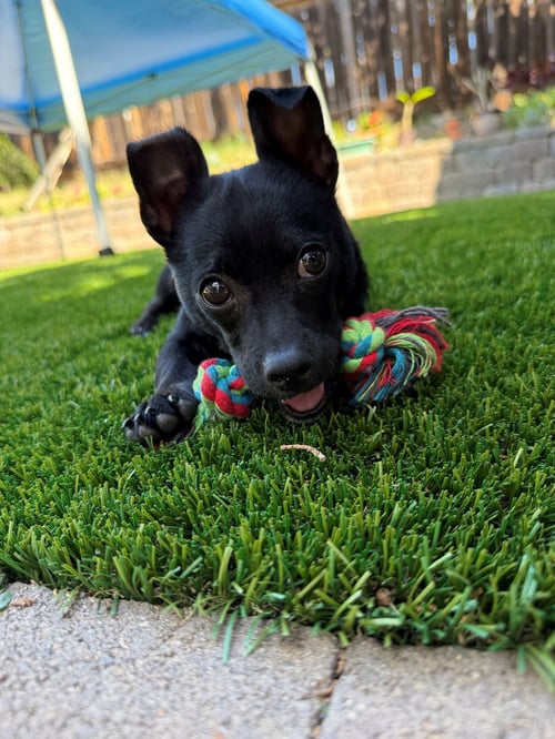 HERCULES - Unknown available for adoption