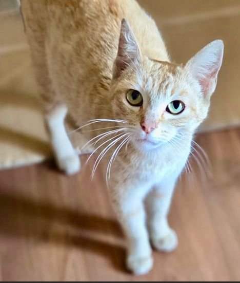 MUFFIN - Unknown available for adoption