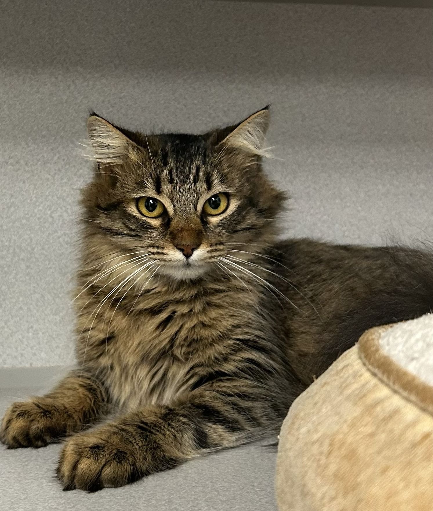 FRUIT - Unknown available for adoption