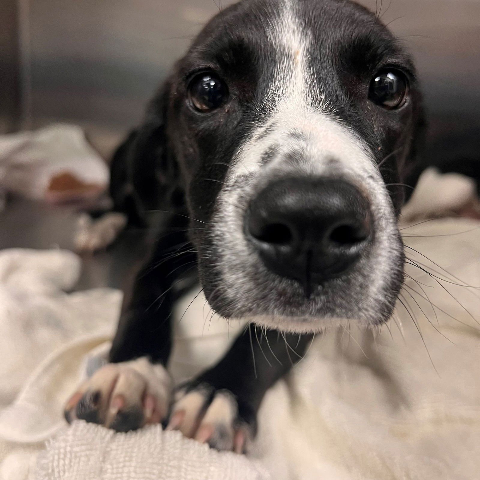 FUDGE - Unknown available for adoption