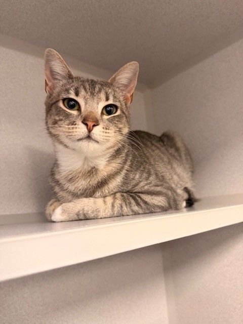 GRETCHEN - Unknown available for adoption