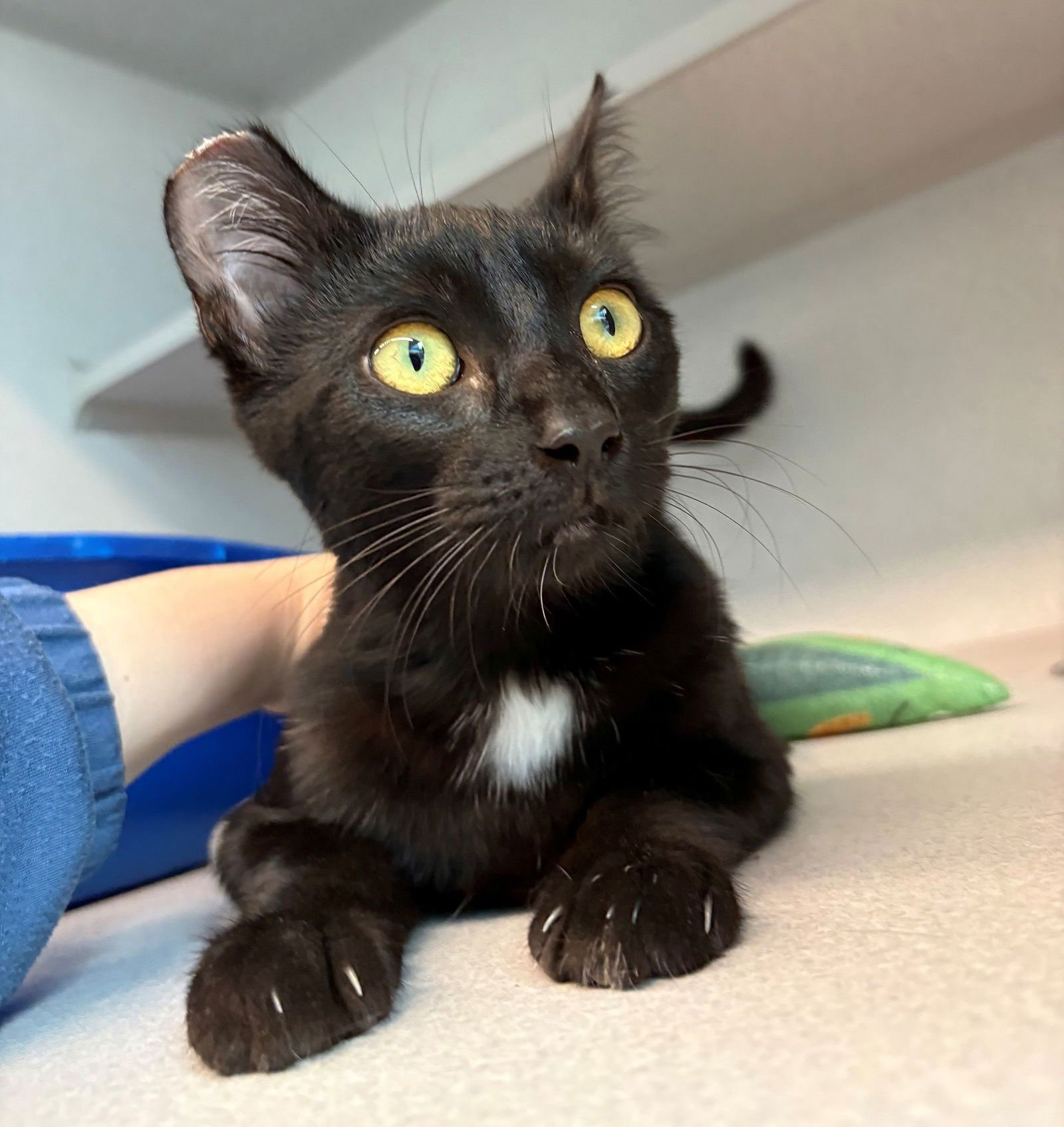 REMI - Unknown available for adoption