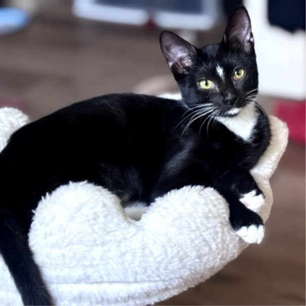 BOW - Unknown available for adoption