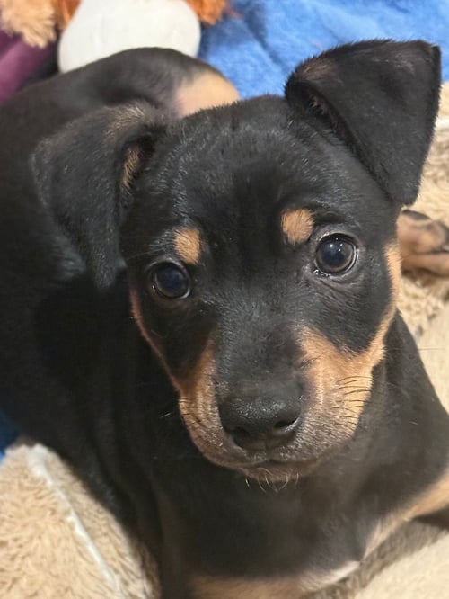 MERCURY - Unknown available for adoption