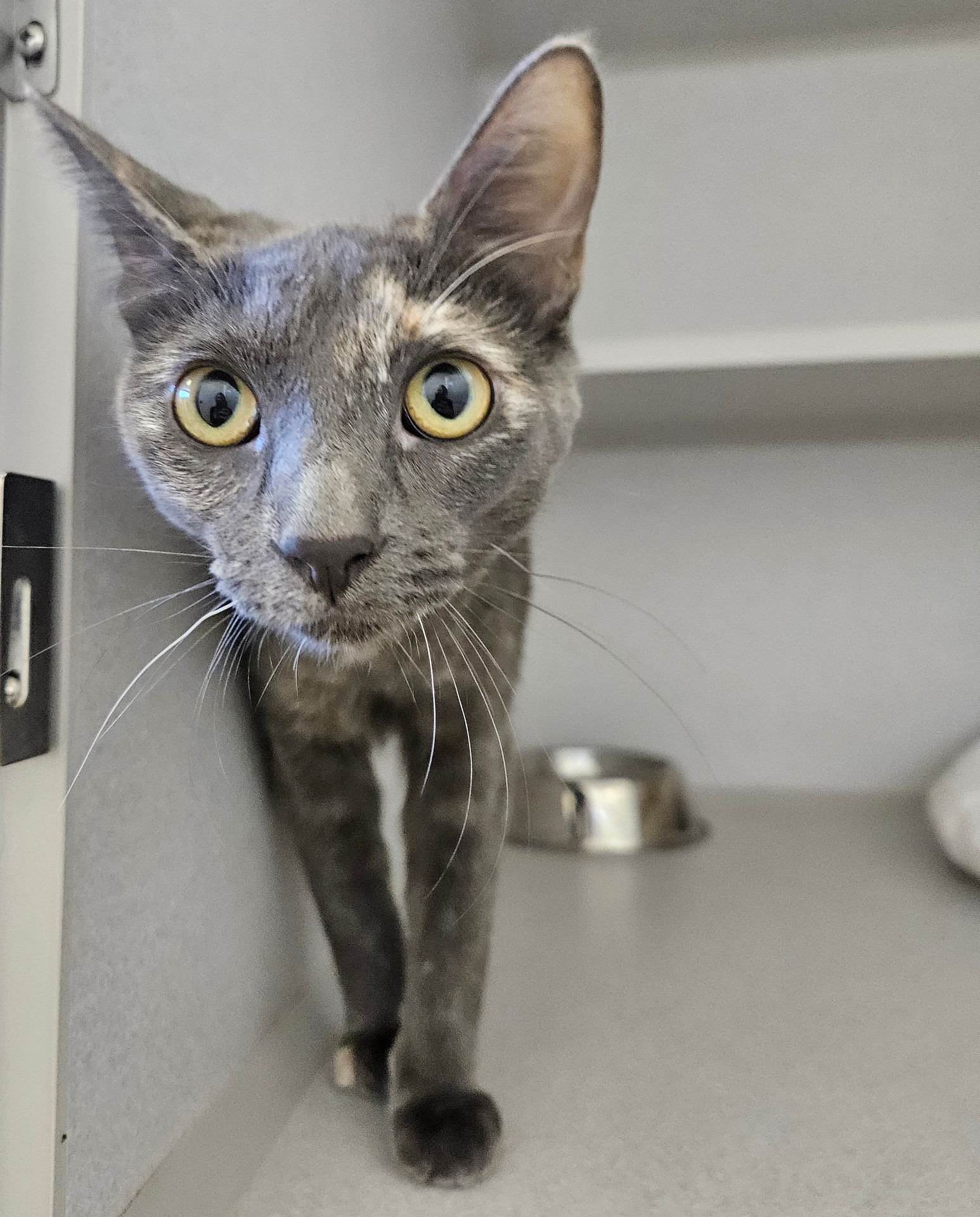 DELILAH - Unknown available for adoption