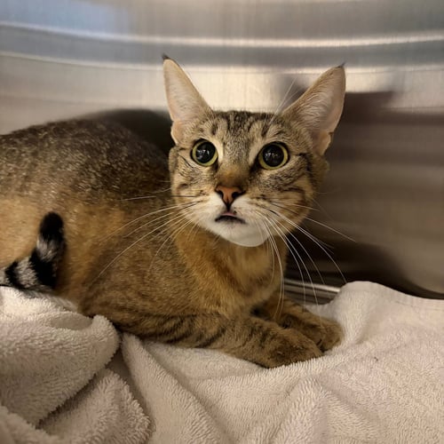 RAMEN - Unknown available for adoption