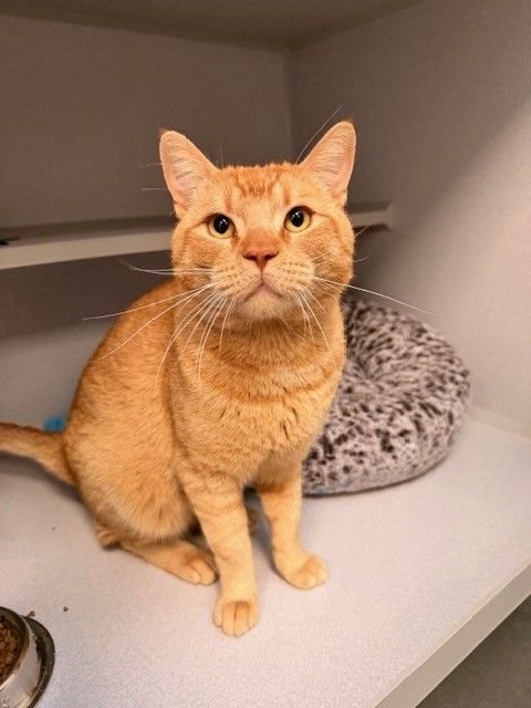 CHEDDAR - Unknown available for adoption