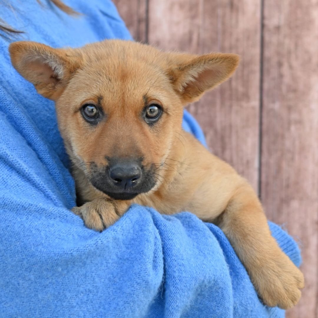 MAYO - Unknown available for adoption