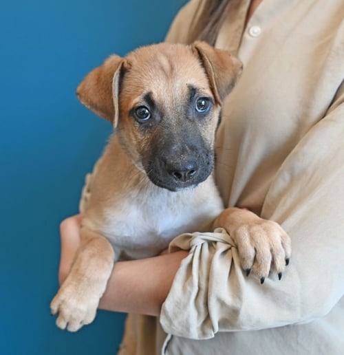 BRIOCHE - Unknown available for adoption