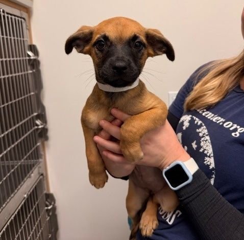 BAKLAVA - Unknown available for adoption