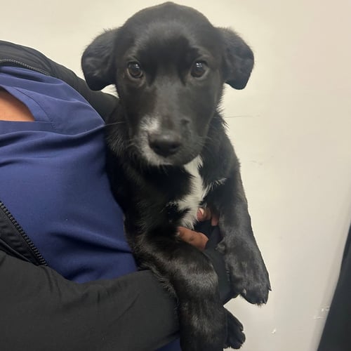 ROSE - Unknown available for adoption