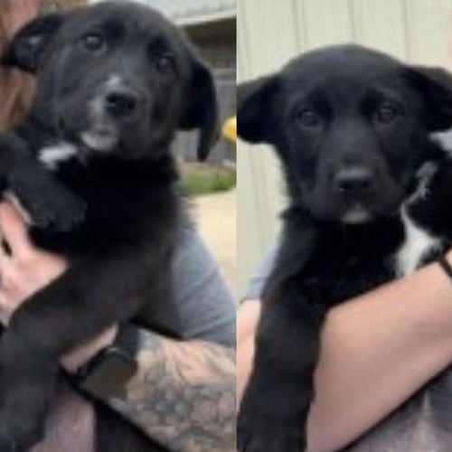 ROSE - Unknown available for adoption