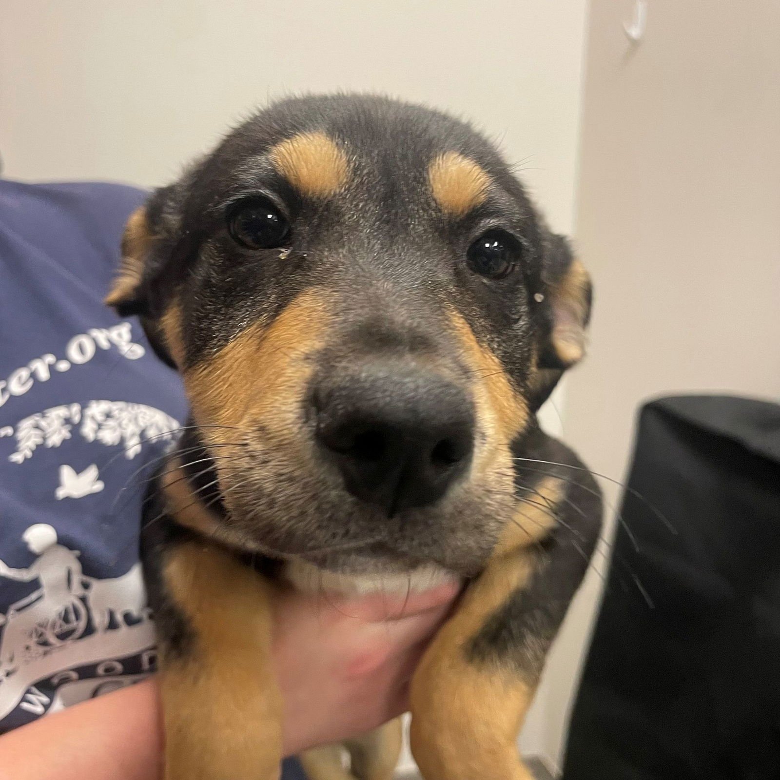 SPRUCE - Unknown available for adoption