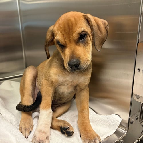 AIDEN - Unknown available for adoption