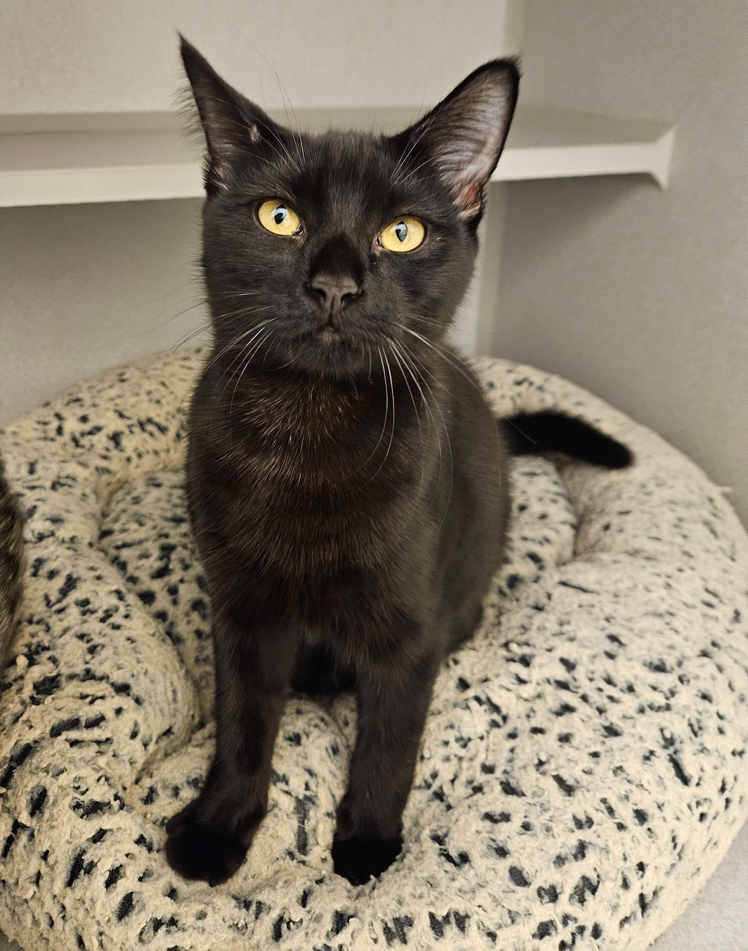 PEPPER - Unknown available for adoption