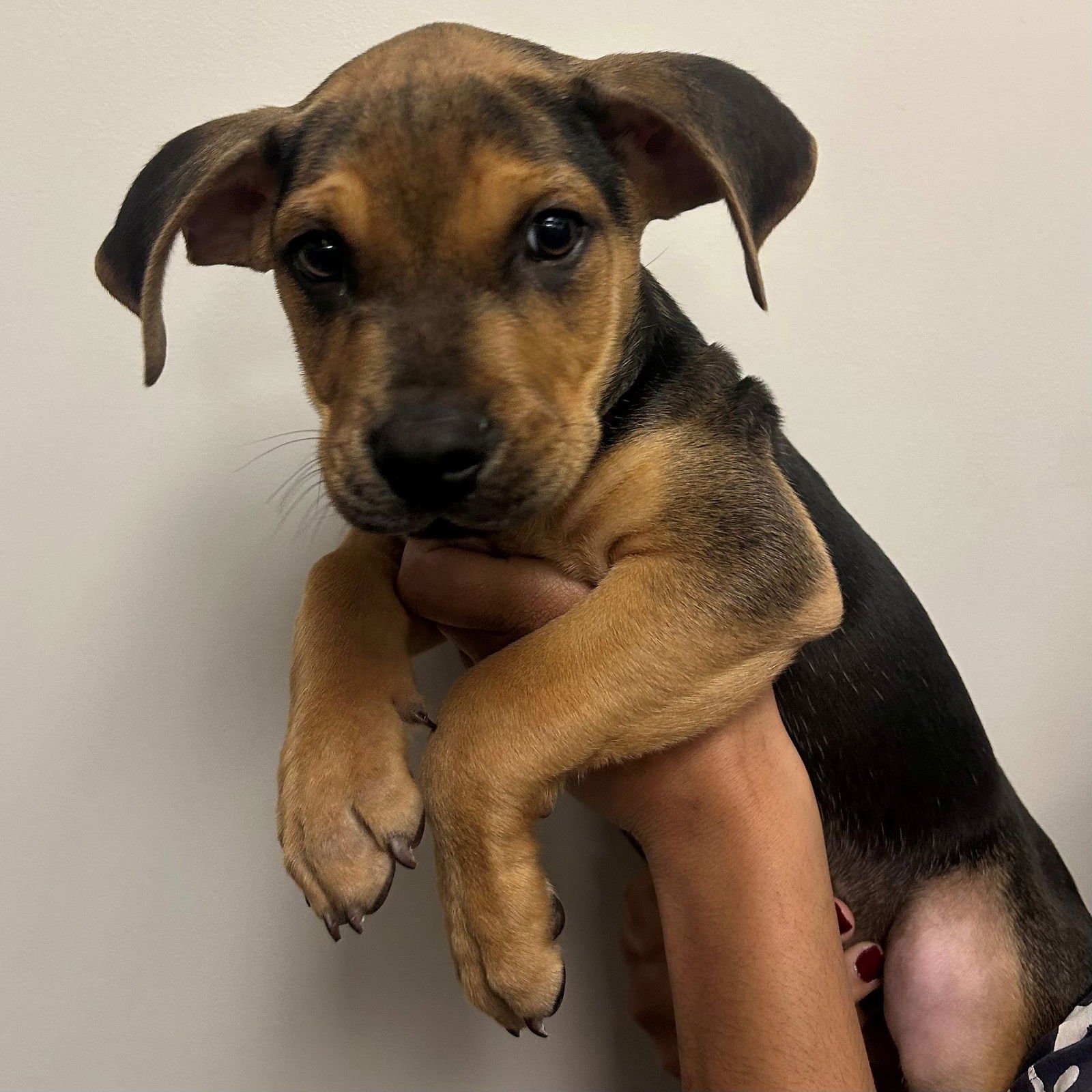 THYME - Unknown available for adoption