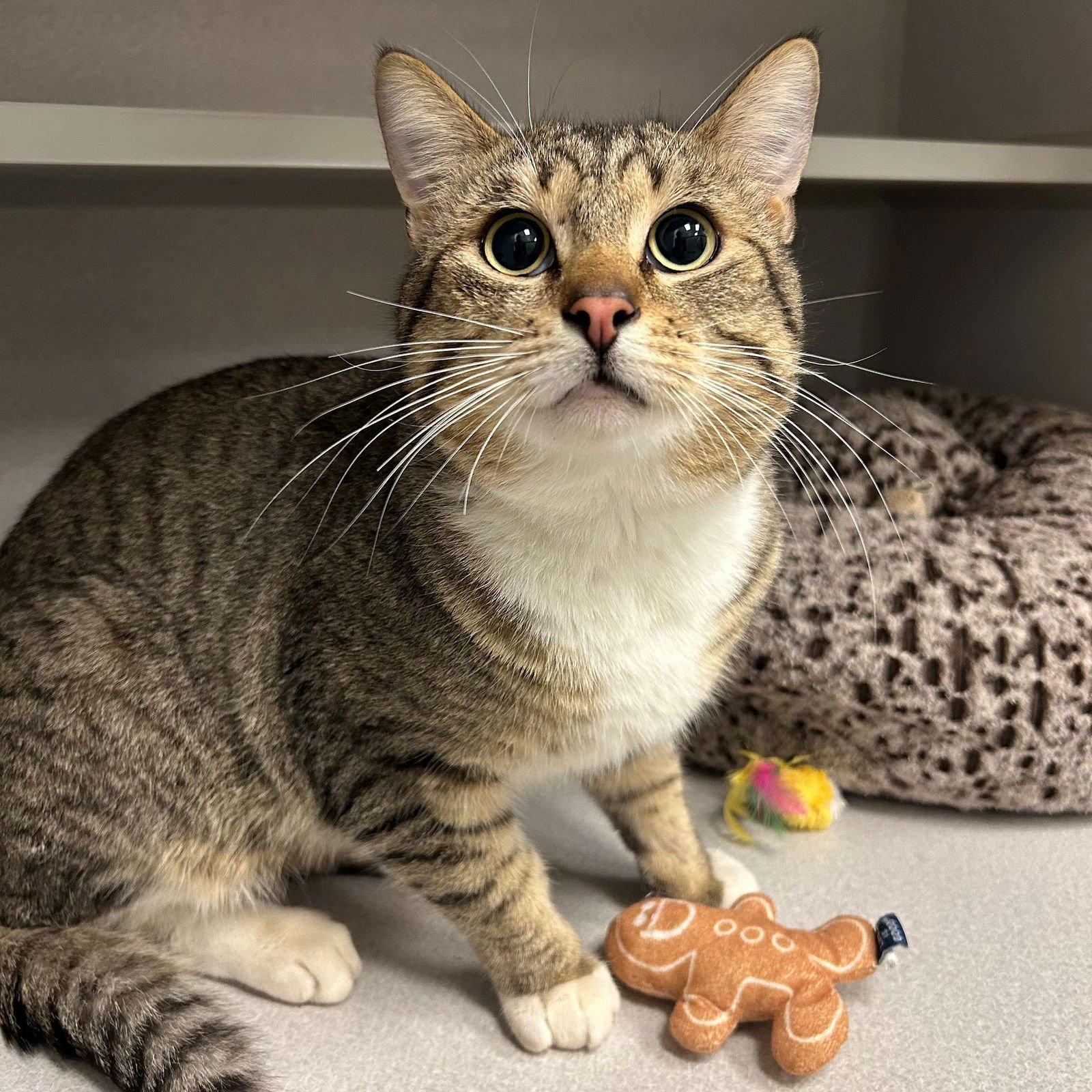 NICHOLAS - Unknown available for adoption