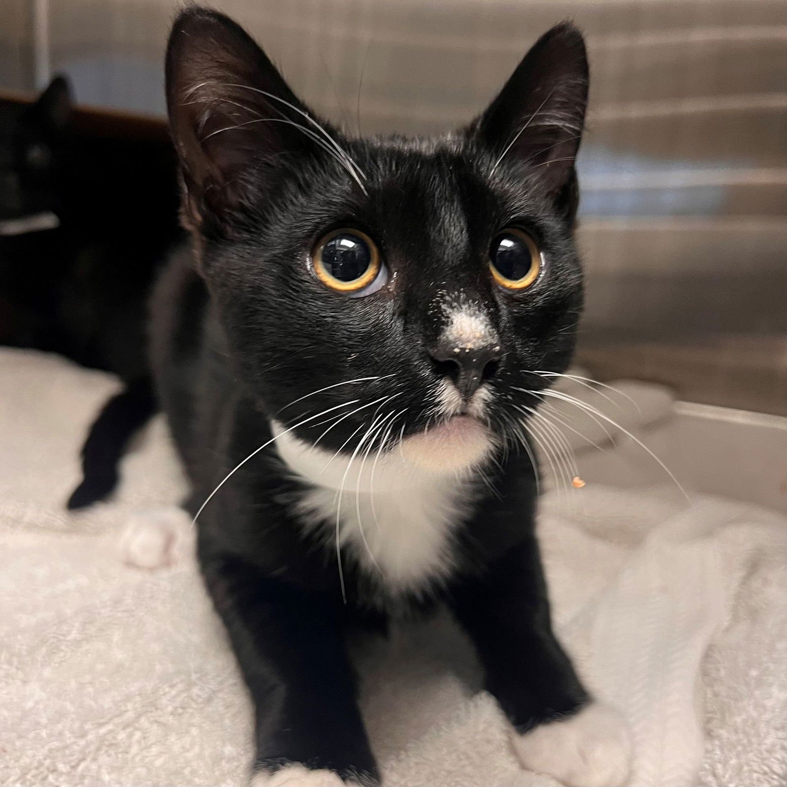 NOODLE - Unknown available for adoption