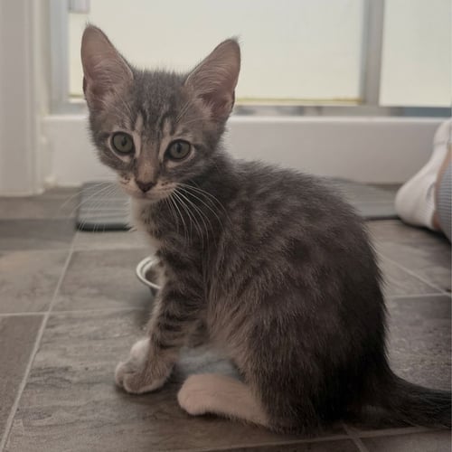 BLINKIN - Unknown available for adoption