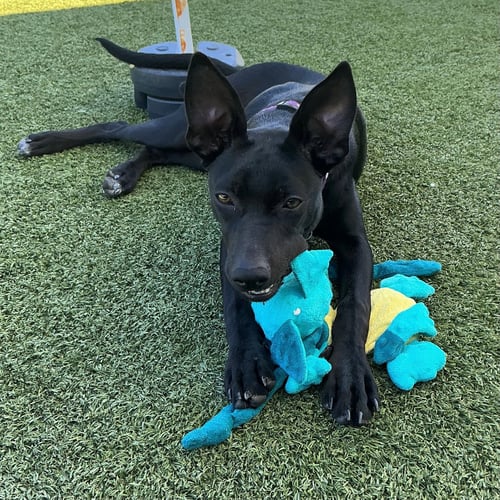 DARLA - Unknown available for adoption