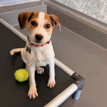 MOCHA - Unknown available for adoption