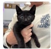 RAVEN - Unknown available for adoption
