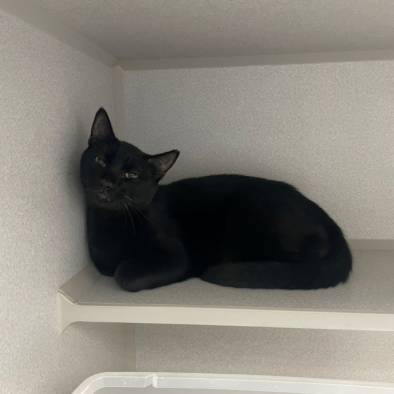 MILO - Unknown available for adoption