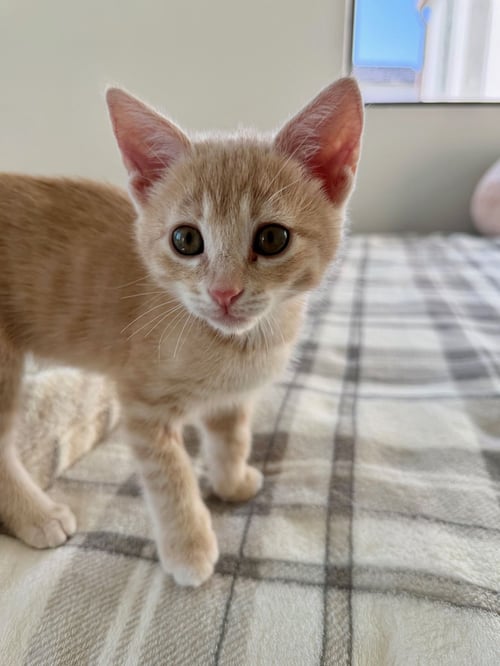 DIP - Unknown available for adoption