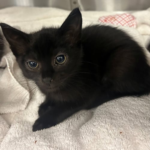 CUP - Unknown available for adoption
