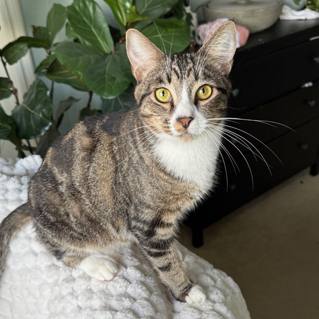 MILK - Unknown available for adoption