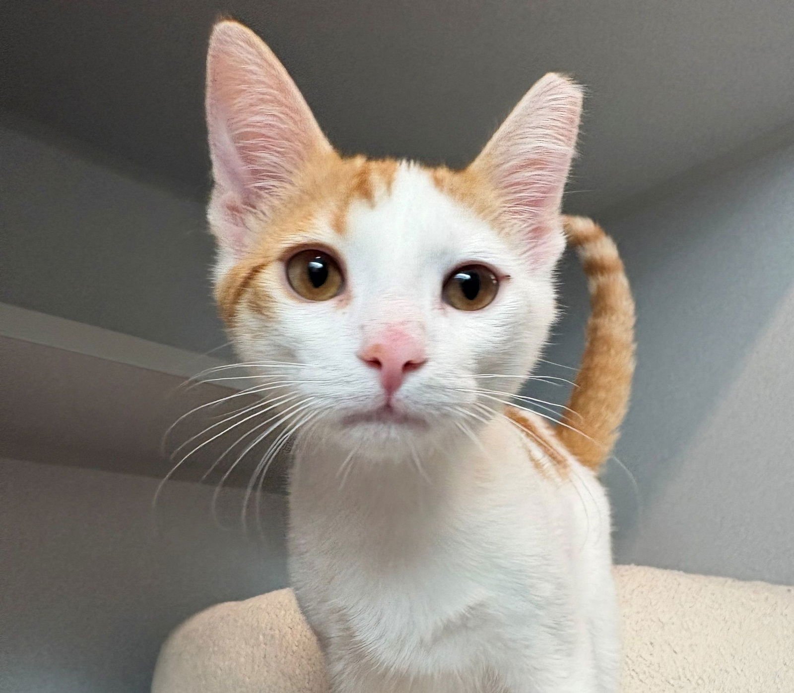 PEANUT - Unknown available for adoption