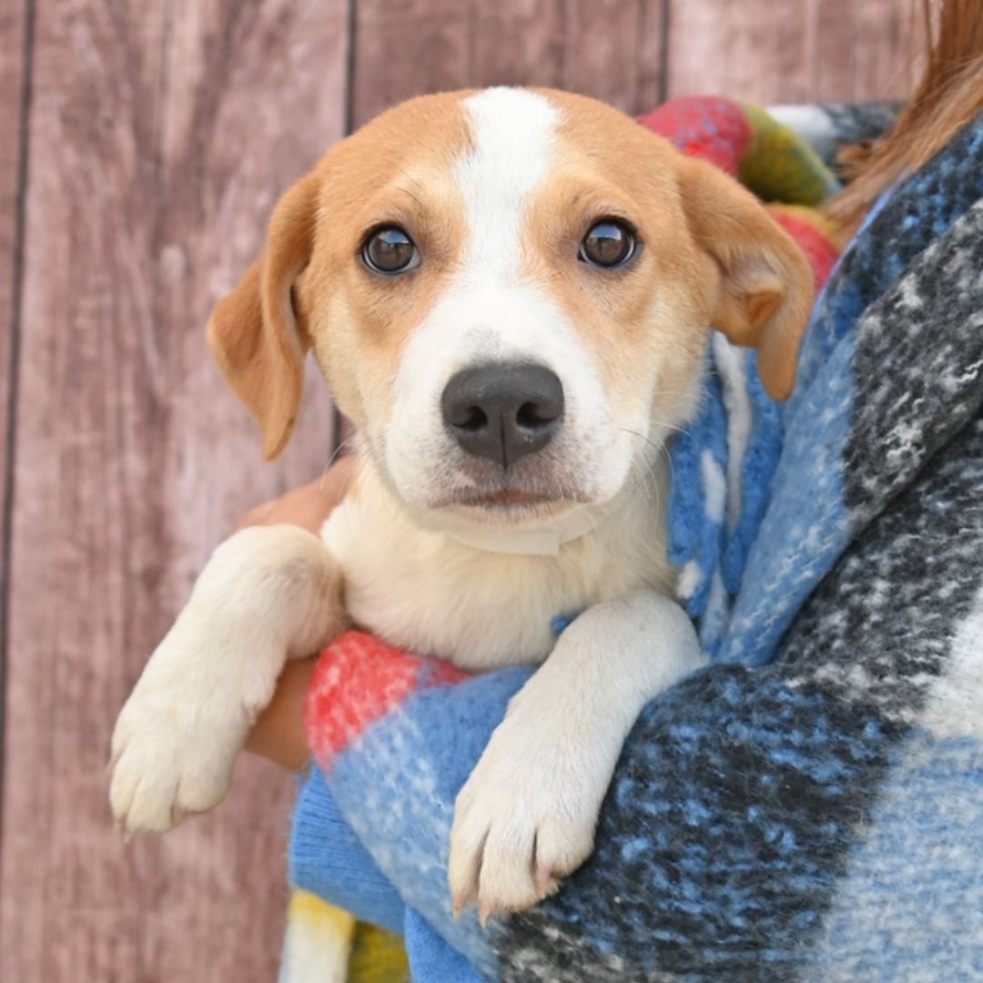 CAPPUCCINO - Unknown available for adoption