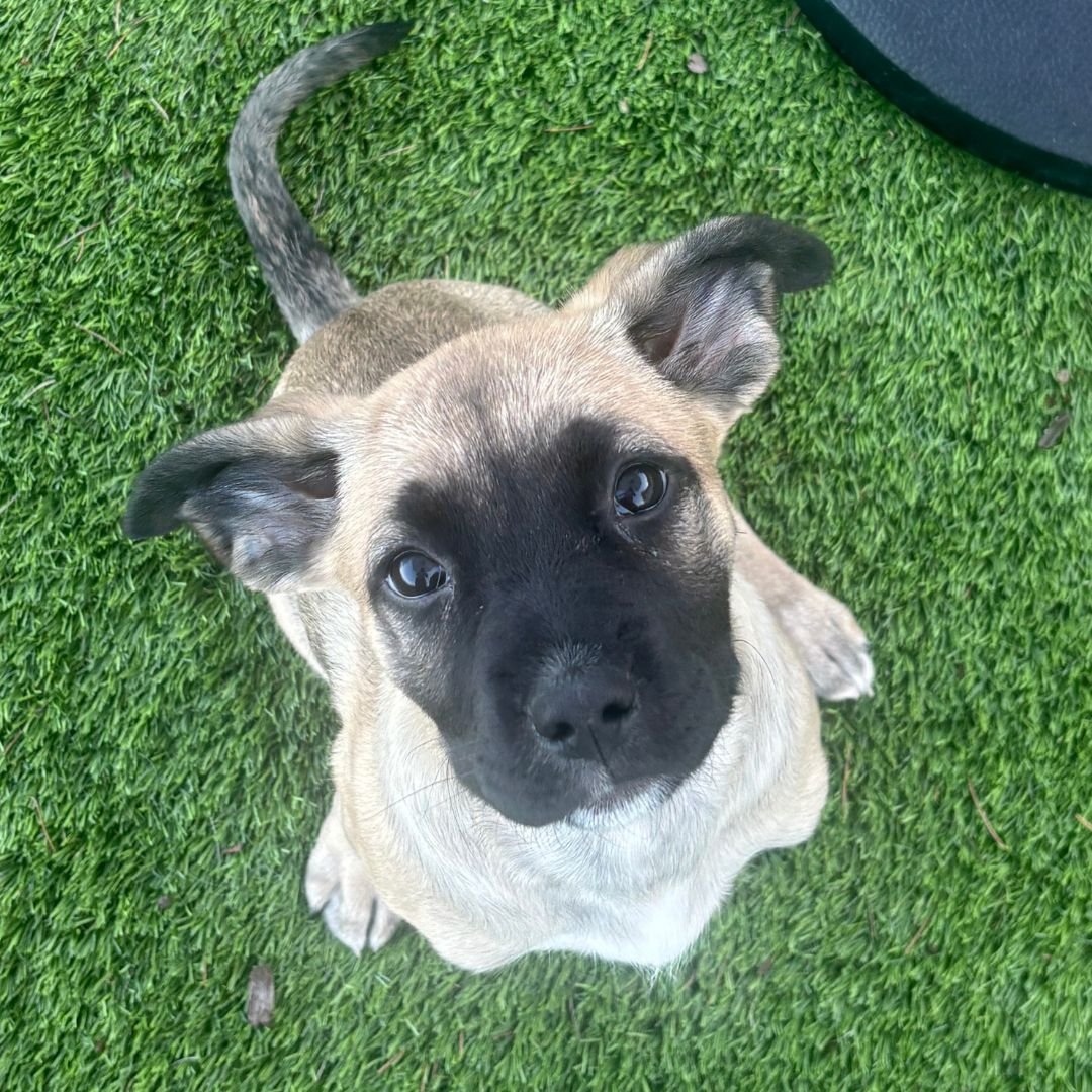 BLISS - Unknown available for adoption