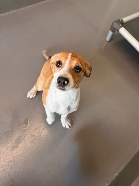 SCARY SPICE - Unknown available for adoption