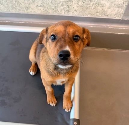 STRUDEL - Unknown available for adoption