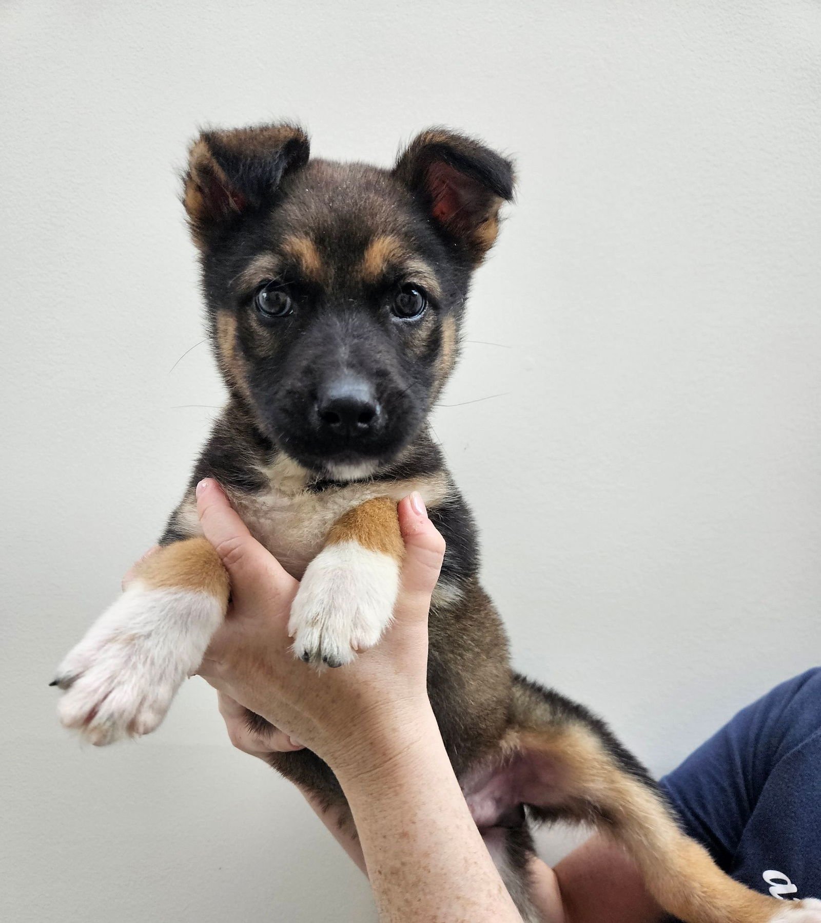 ROCKY - Unknown available for adoption