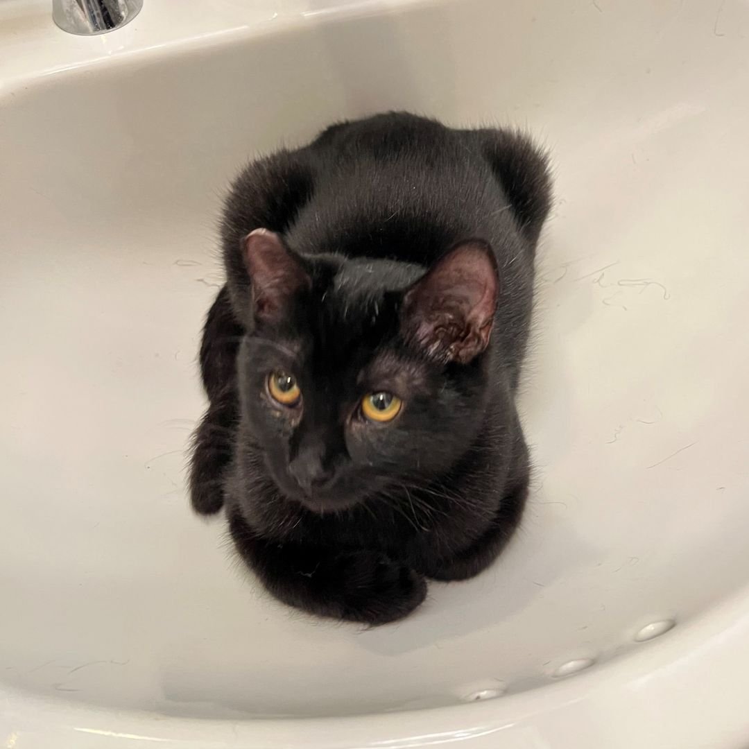 BUBBA - Unknown available for adoption