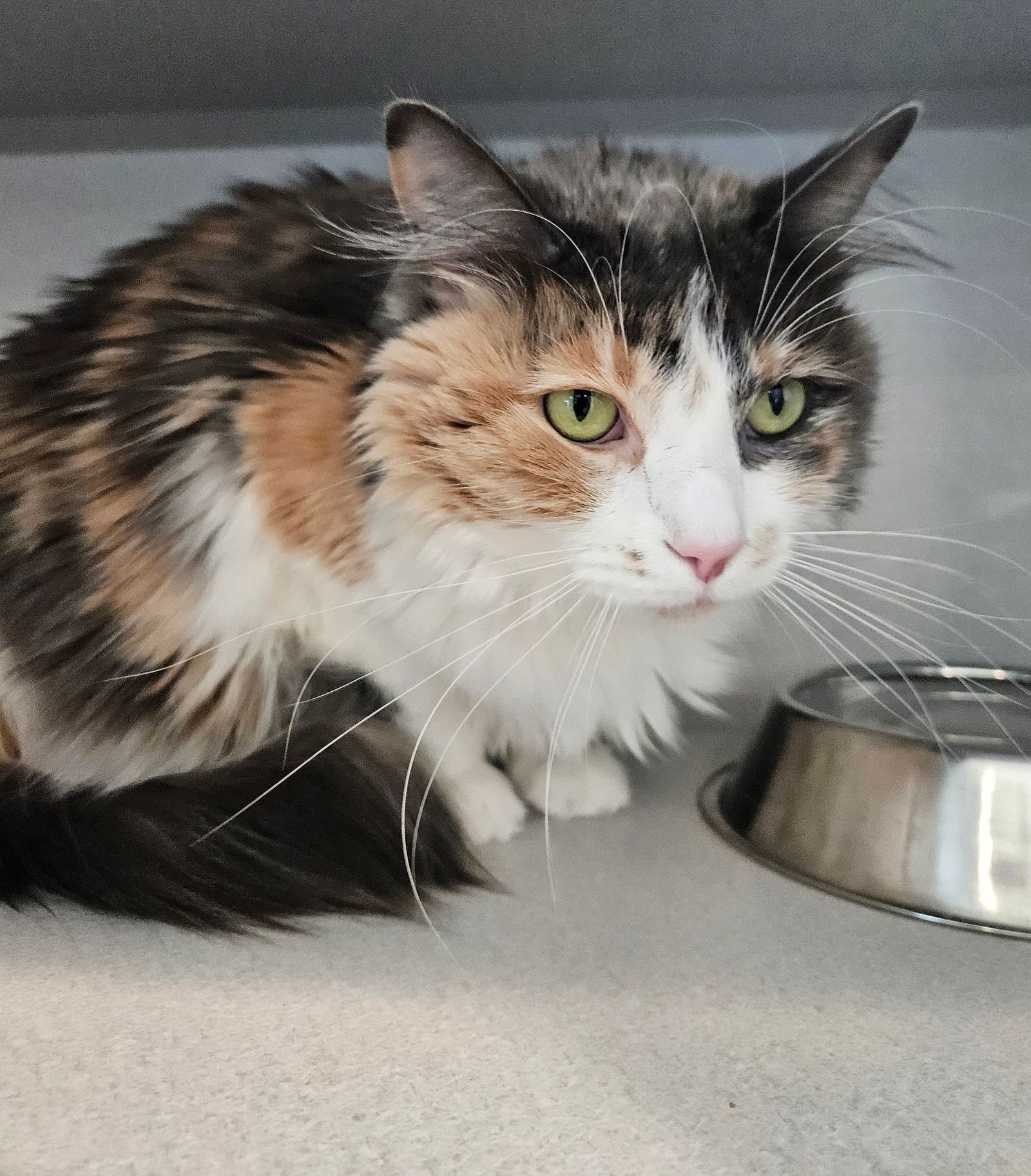 MILA - Unknown available for adoption