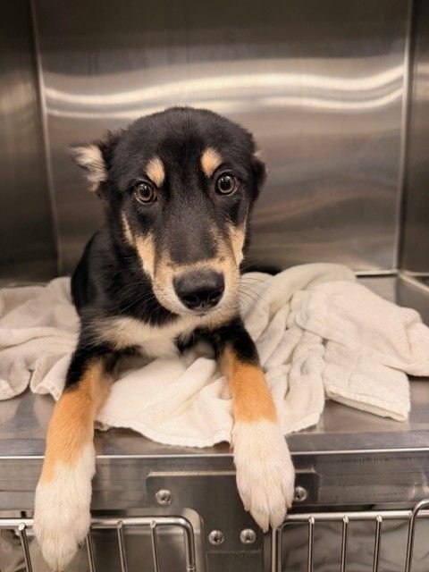 SKYE - Unknown available for adoption