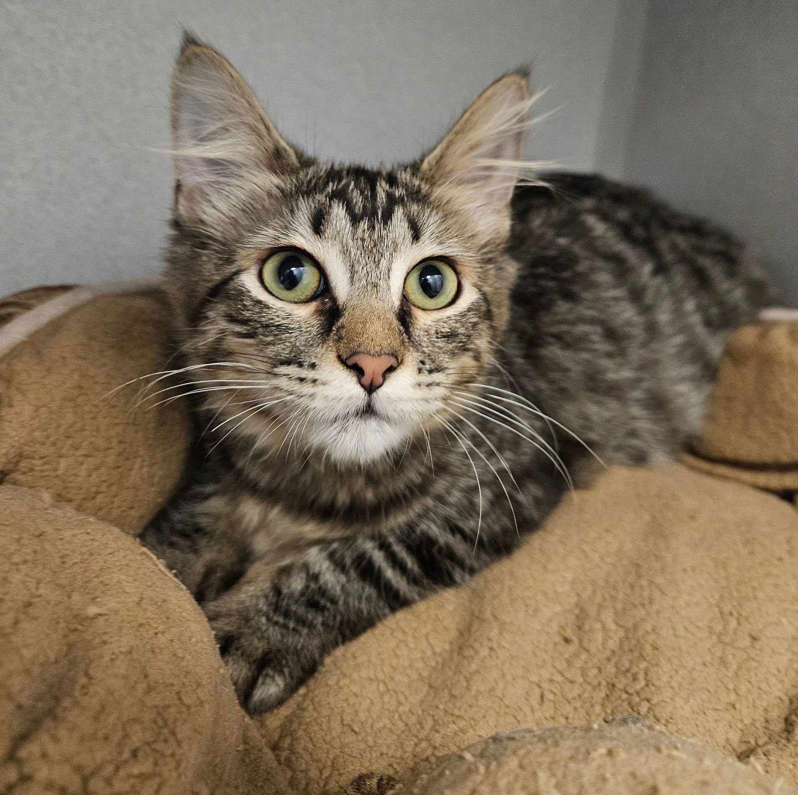 PATTY - Unknown available for adoption