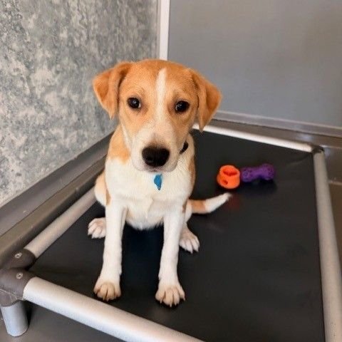 FRAPPUCCINO - Unknown available for adoption