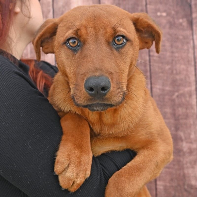 CYPRESS - Unknown available for adoption