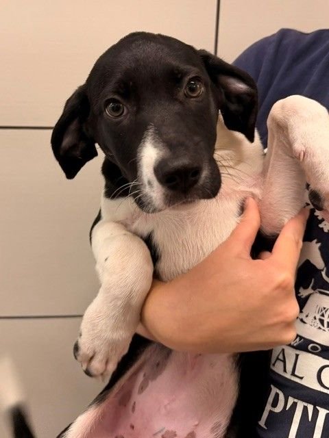 ZARA - Unknown available for adoption