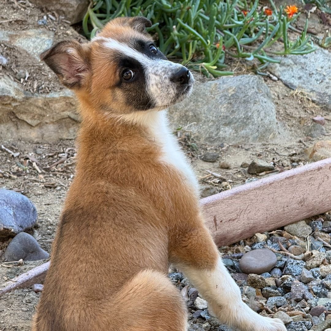 SYDNEY - Unknown available for adoption