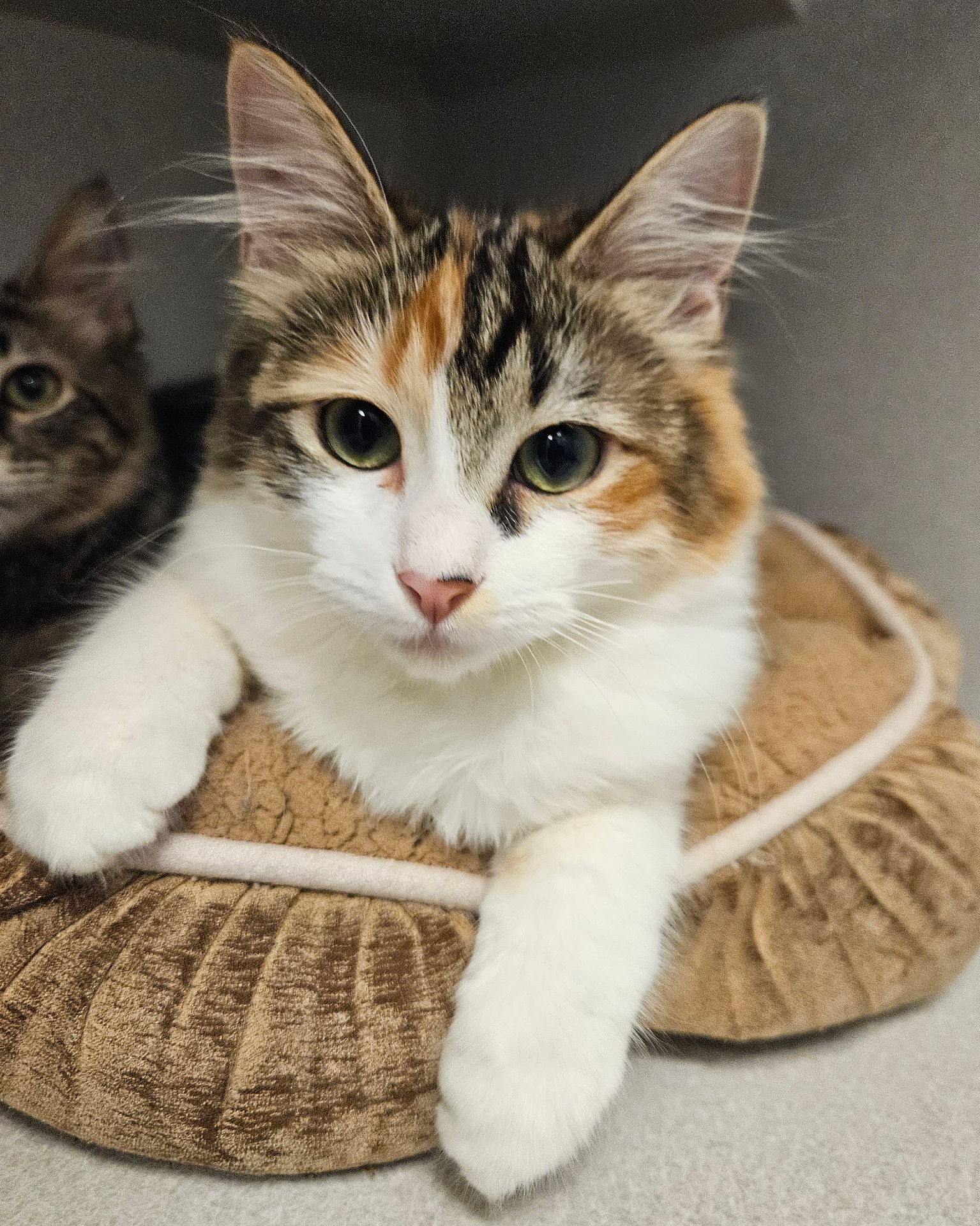 PEPPERMINT - Unknown available for adoption